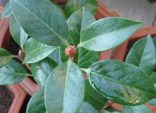 什么是茶花春化 花芽要经过一段时间的低温或短日照才能开花[图片]