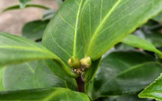 茶花叶苞和花苞区别 4种方法区分叶苞和花苞