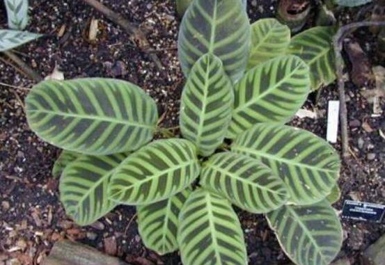 斑叶竹芋的养殖方法 5个步骤让它叶似蒲扇绿的发亮