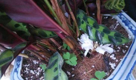 猫眼竹芋开花吗 精心养护下能开出白色小花[图片]