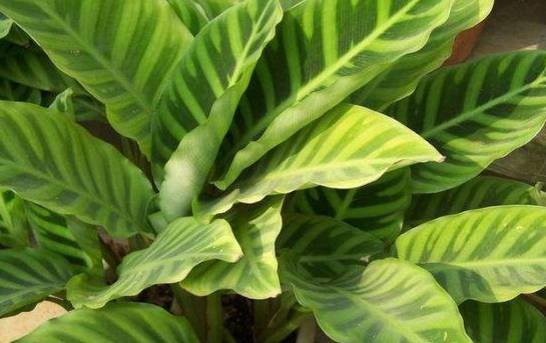 天鹅绒竹芋的主要病害 炭疽病需降低湿度通风养护