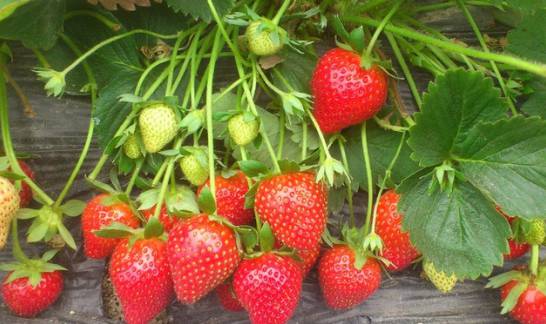 草莓种子的种植方法 播种前先喷透水 喷透育苗基质