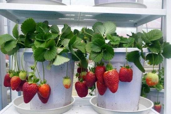盆栽草莓怎么施肥 学会4个施肥要点养殖出美味草莓