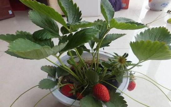 盆栽草莓冬天结果吗 栽种冬草莓会结果