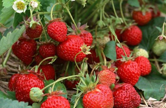 草莓种子种植方法 播种前要先进行催芽
