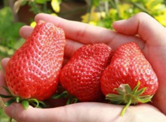草莓品种有哪些 中国自主培育和从国外引进的新品种有200-300个