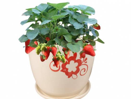 草莓盆栽养殖方法 喜欢微酸疏松土壤 PH在5.3-6.5之间[图片]