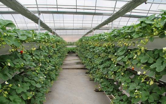 大棚草莓种植技术 大棚草莓栽培容易 生产成本低 收益好