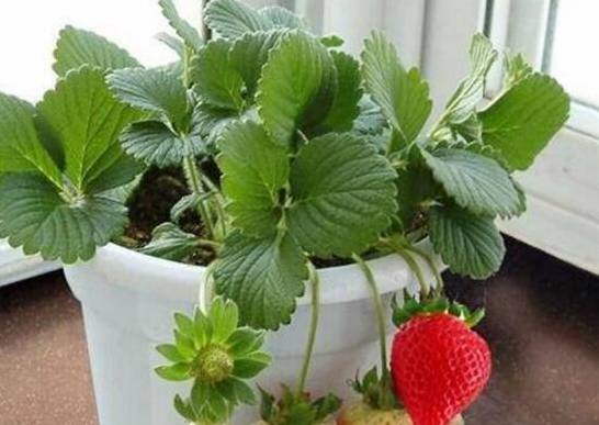 盆栽草莓怎么养 4个步骤教你如何上盆养殖美味的草莓