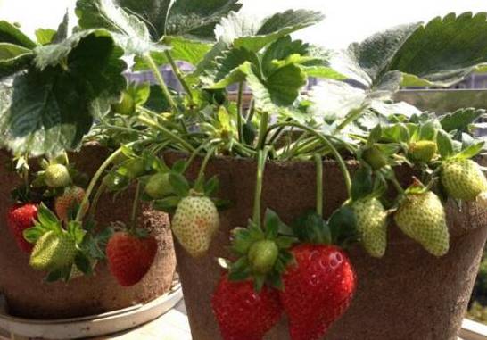 草莓怎么修剪才结的多 草莓的修剪方法和养护技巧
