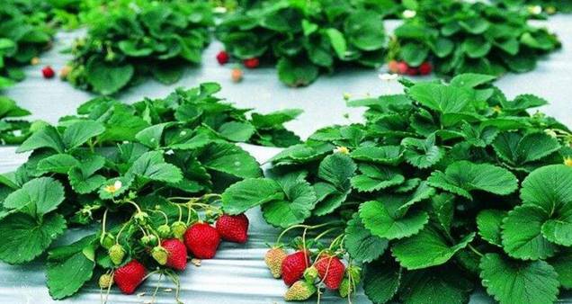 草莓几月份种植最好[图片]