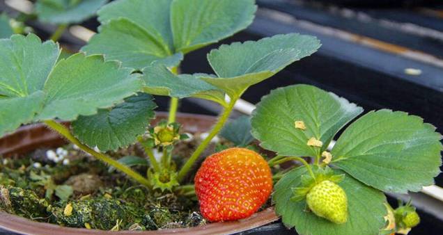 一个花盆种几棵草莓