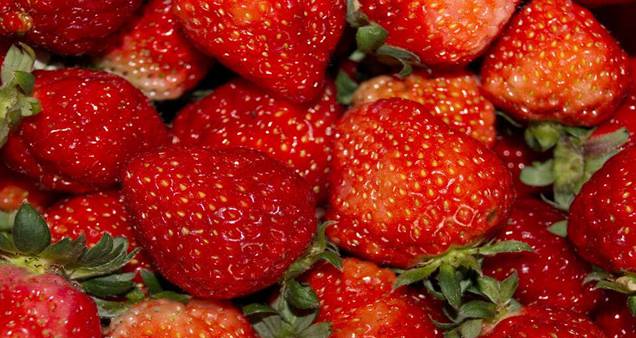 草莓的种植方法[图片]