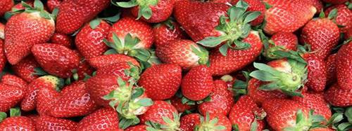 草莓季节是几月份