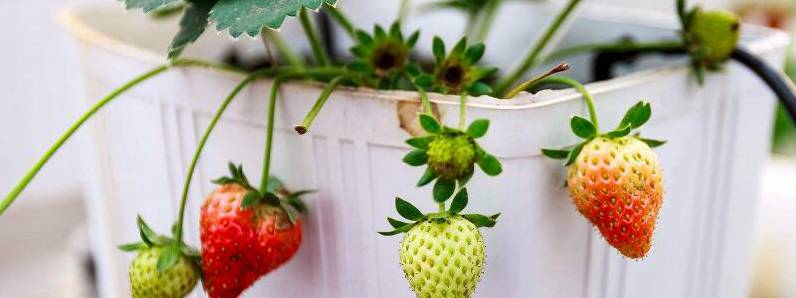 草莓种植时间和方法