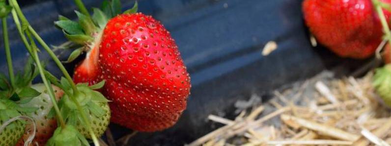 草莓什么时候种植