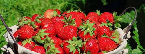 一亩大棚草莓种植利润