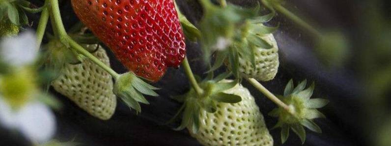 家庭阳台草莓种植方法