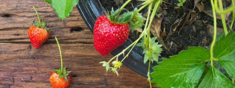 家里可以种草莓吗