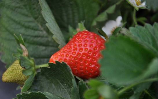 草莓不开花是什么原因 光照不足或是肥水不当