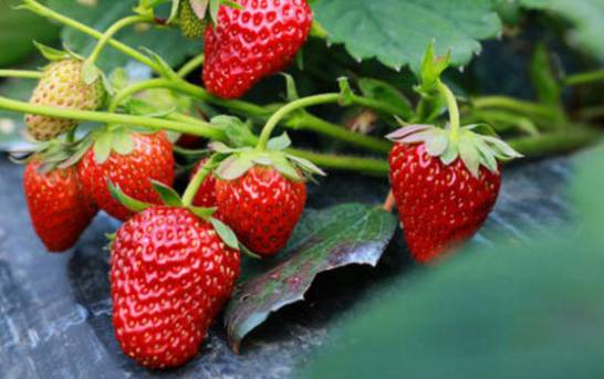 草莓烂根怎么处理 4种方法解决烂根情况
