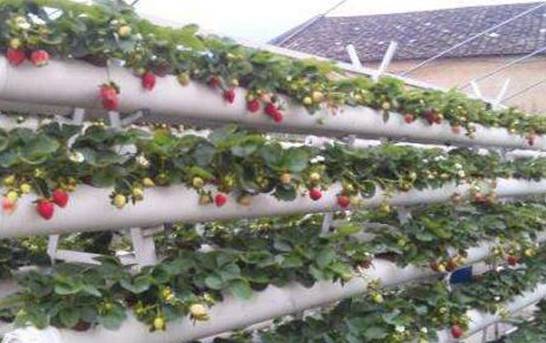 家庭无土栽培草莓怎么养 无土栽植光照养护