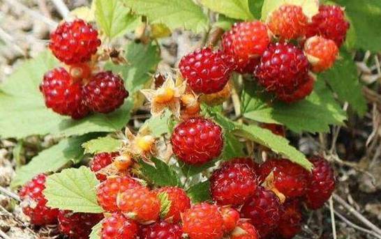 野草莓花和蛇莓的区别 叶片形态花期不同