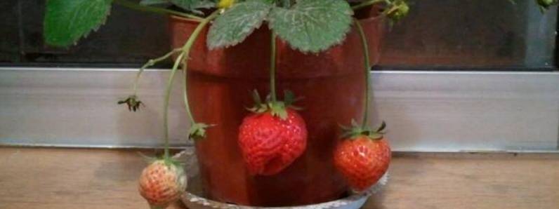草莓喜水吗