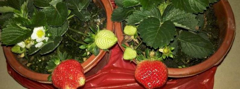 如何种草莓盆栽[图片]