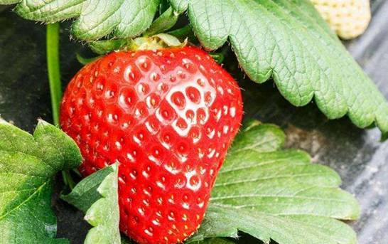 一亩大棚草莓利润多少 每亩利润可高达1～3万元左右