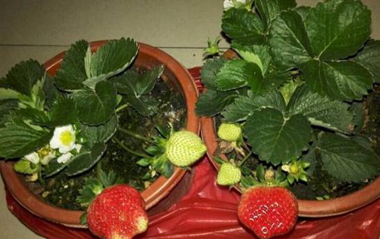 冬季草莓种植时间 初冬季节的11月份栽培为宜[图片]