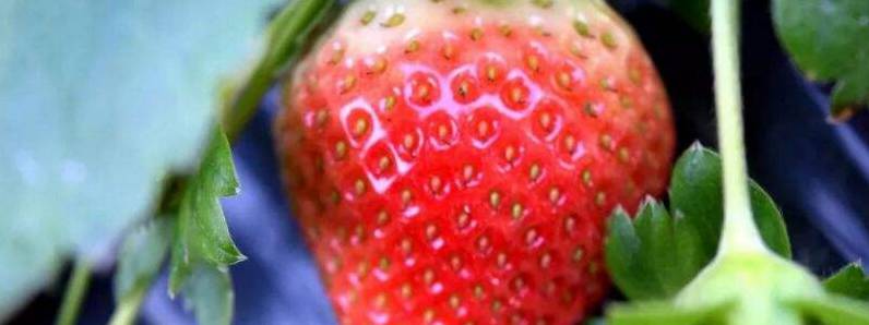 草莓是裸子植物还是被子植物[图片]