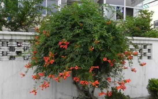 凌霄花的种植禁忌 霄花种在院子里风水好吗