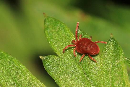 月季得了红蜘蛛怎么办 多观察及时发现 摘除病叶趁早喷药