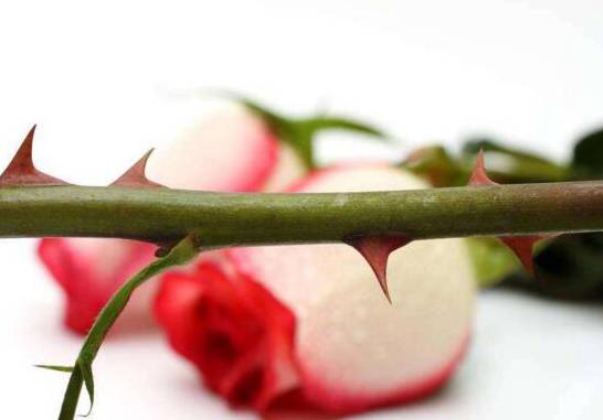 月季和玫瑰的区别 茎刺叶子花期花色和香味都不同[图片]