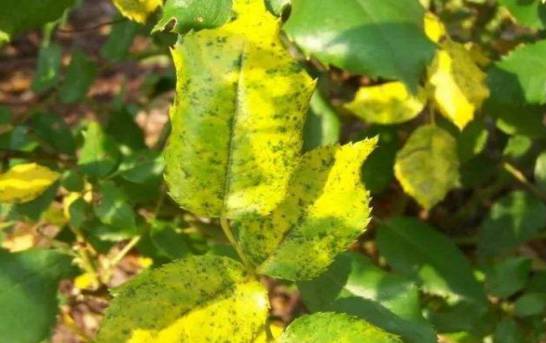 月季为什么掉叶子发黄 施加生肥遭受病虫害