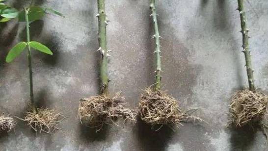 裸根月季缓苗的方法介绍 消毒杀菌后入盆栽种