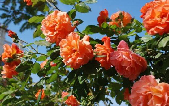 藤本月季和蔷薇的区别 两者叶片花形不同[图片]