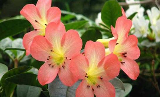 秋海棠的主要品种和繁殖方式
