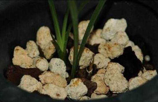 兰花捂老头繁殖的方法 可以裹水草插沙盆随意栽种