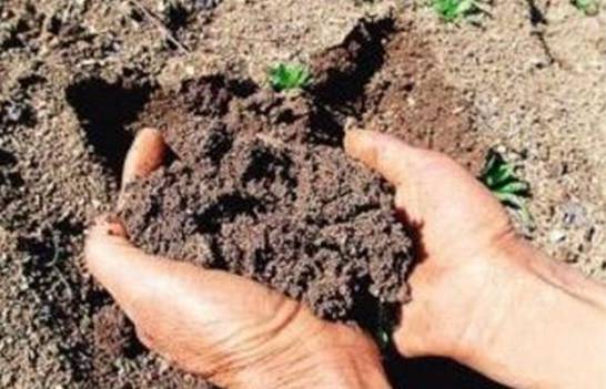 香兰怎么养护 用沙质土壤要注意浇水和控制光照