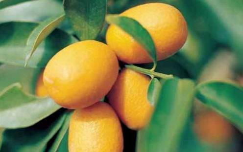 常见阳台盆橘有哪些品种