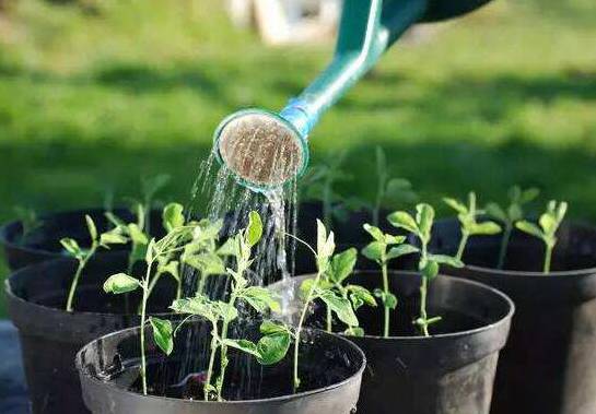 茶叶水发酵可以浇花吗 可以/可以增加酸性土壤的肥沃度[图片]