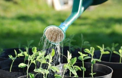 家养植物该如何正确浇水 见干见湿 不干不浇浇则浇透