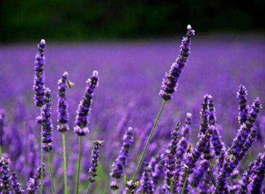 常见的紫色花有哪些 盘点15种最神秘最高贵的美丽花朵[图片]