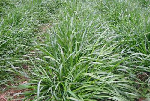 黑麦草种植方法 4个步骤让你的黑麦草长势旺盛