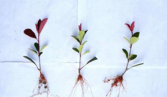 盆栽红叶石楠注意事项 盆土需适宜栽种时不可埋太深