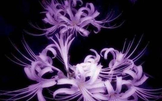 世界上最妖娆最毒的花 盘点十大妖娆美丽的毒花