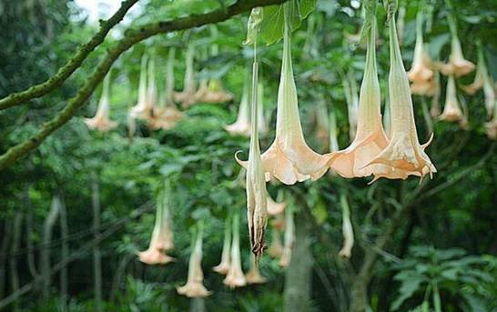 世界上花语最邪恶的花 盘点花语最恐怖的十大花卉