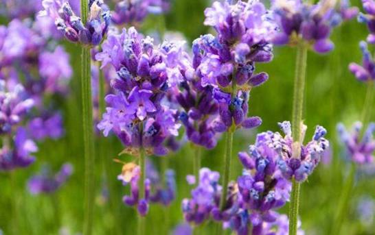 哪一种开淡紫色小花的植物好看 最好看的10种紫色小花